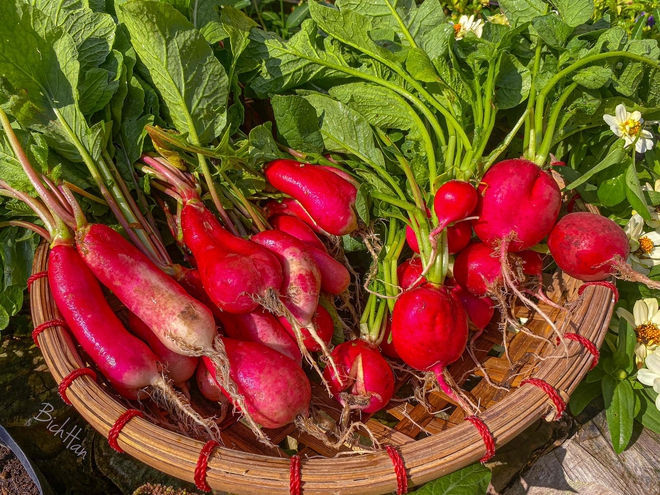 Nghỉ việc văn phòng, người phụ nữ tự gây dựng vườn cây 100m2: Sau 5 năm, không hối hận- Ảnh 11. Nghỉ việc văn phòng, người phụ nữ tự gây dựng vườn cây 100m2: hi88.com là gì 5 năm, không hối hận- Ảnh 11.