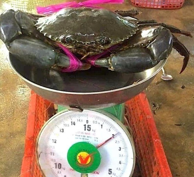 Phát huy tiềm năng, phát triển bền vừng ngành cua Cà Mau: Hướng tới trung tâm nuôi cua lớn nhất cả nước- Ảnh 5.