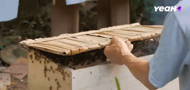 'Gia đình Haha' Tập 9: Trải nghiệm khám phá nghề nuôi ong, nhăn nhó tận hưởng những 'nụ hôn của ong'- Ảnh 1.