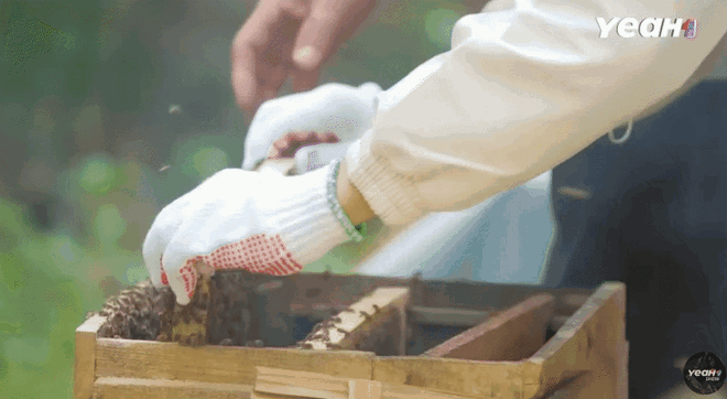 'Gia đình Haha' Tập 9: Trải nghiệm khám phá nghề nuôi ong, nhăn nhó tận hưởng những 'nụ hôn của ong'- Ảnh 15.