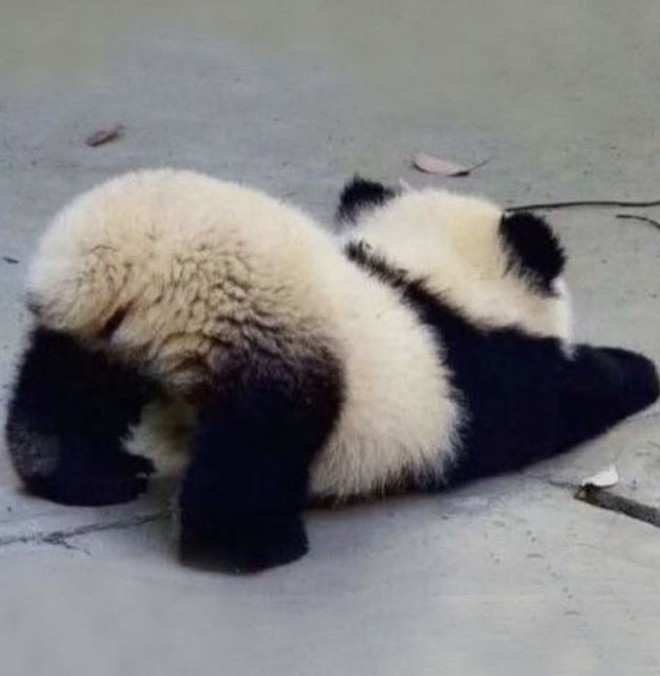 Trộm vía em bé Panda Trộm vía em bé Panda