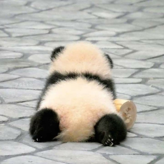 Trộm vía em bé Panda Trộm vía em bé Panda