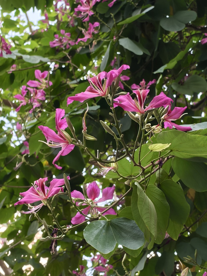 2026 rồi m&agrave; nhiều người vẫn c&ograve;n 5 lầm tưởng n&agrave;y về m&aacute;y Android tầm trung- Ảnh 11.