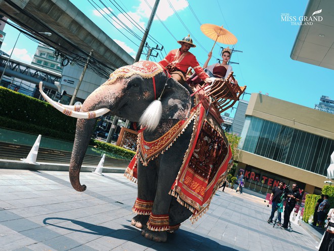 D&agrave;n Hoa hậu tr&agrave;n ra đường g&acirc;y sốc: Hết cưỡi voi đến giả ăn m&agrave;y, c&oacute; người lố đến mức chui v&agrave;o quan t&agrave;i - Ảnh 5.