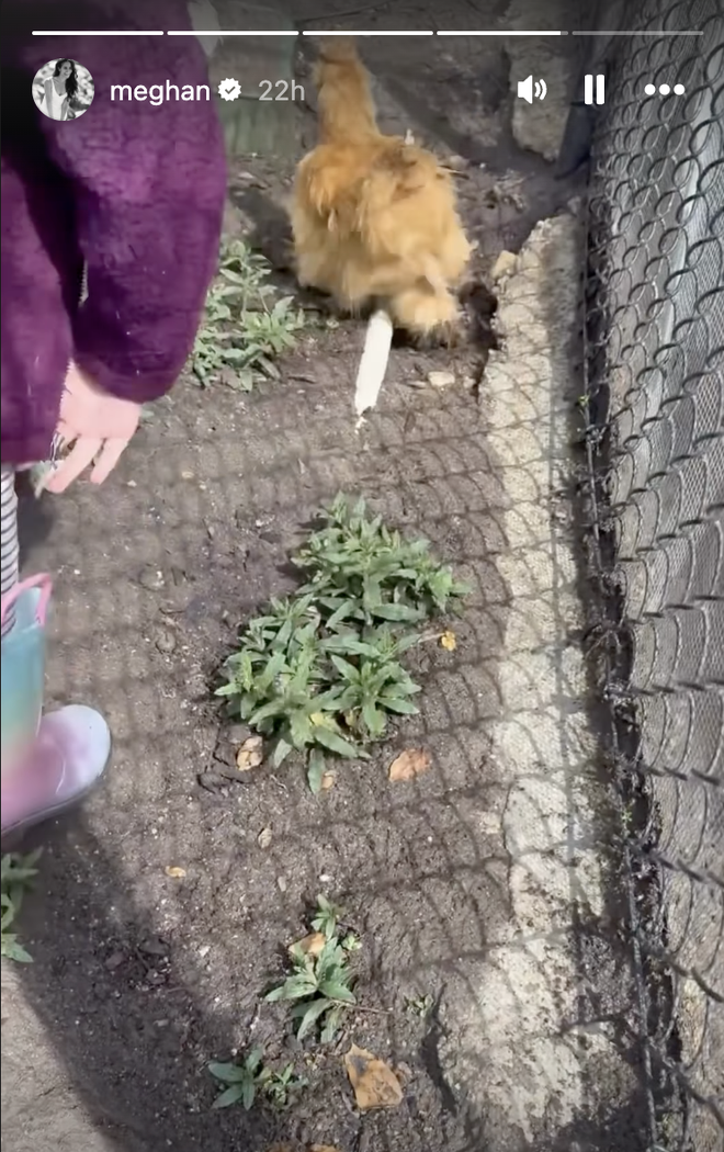 Cuộc sống "bỏ phố về qu&ecirc;" của Meghan Markle: Chồng gọi l&agrave; "em y&ecirc;u", khen ngợi t&agrave;i cắm hoa kh&ocirc;ng dứt, hiếm hoi khoe g&oacute;c nghi&ecirc;ng của c&ocirc;ng ch&uacute;a nhỏ Lilibet- Ảnh 5.