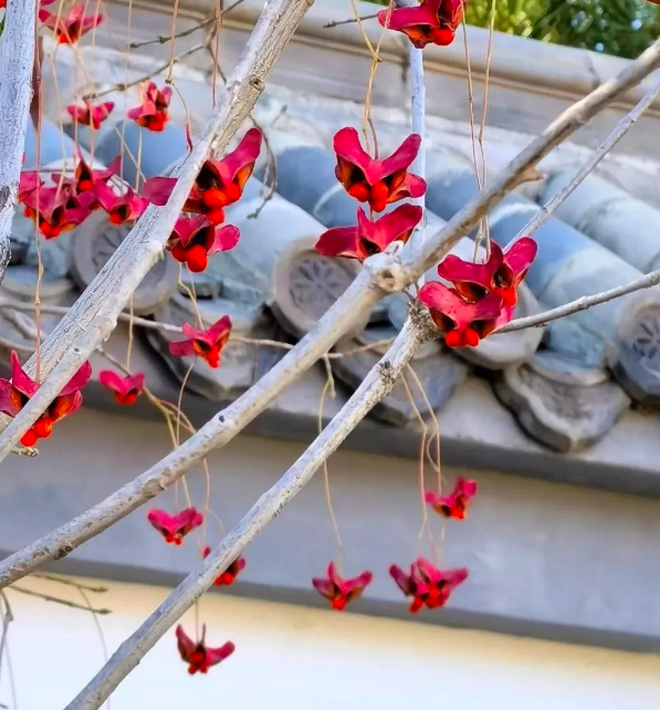 4 c&acirc;y trồng trước cửa "h&uacute;t t&agrave;i lộc" mạnh hơn cả kim tiền, nh&agrave; gi&agrave;u Trung Quốc &acirc;m thầm trồng từ l&acirc;u- Ảnh 2.