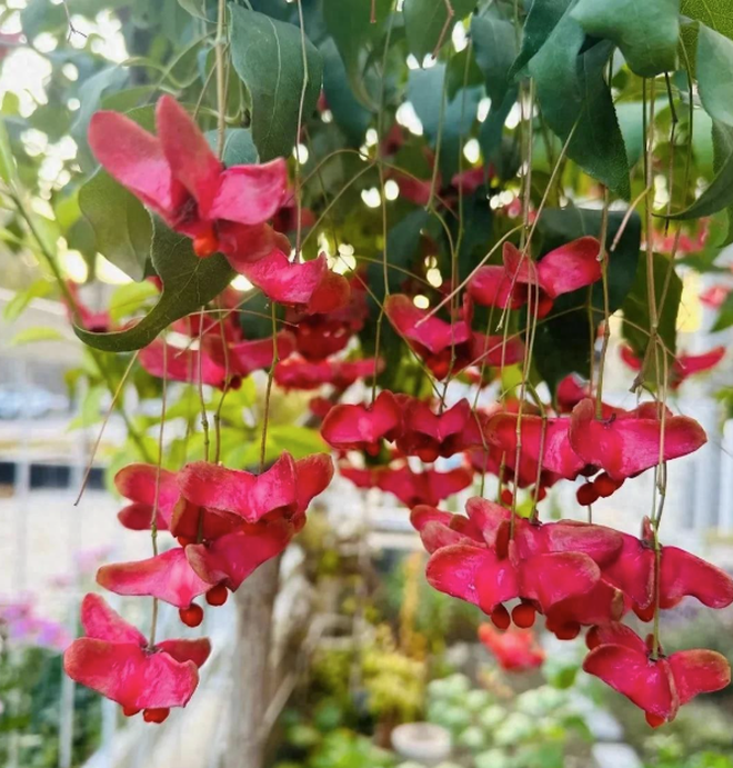 4 c&acirc;y trồng trước cửa "h&uacute;t t&agrave;i lộc" mạnh hơn cả kim tiền, nh&agrave; gi&agrave;u Trung Quốc &acirc;m thầm trồng từ l&acirc;u- Ảnh 3.