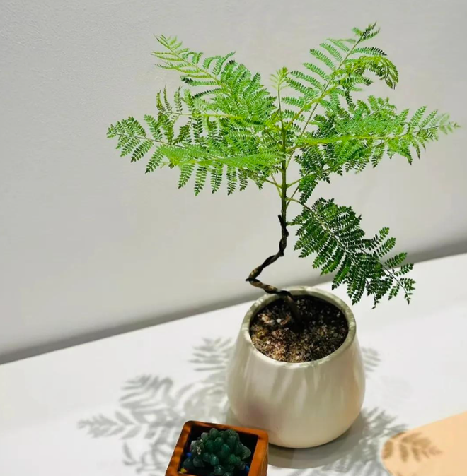 4 c&acirc;y trồng trước cửa "h&uacute;t t&agrave;i lộc" mạnh hơn cả kim tiền, nh&agrave; gi&agrave;u Trung Quốc &acirc;m thầm trồng từ l&acirc;u- Ảnh 6.