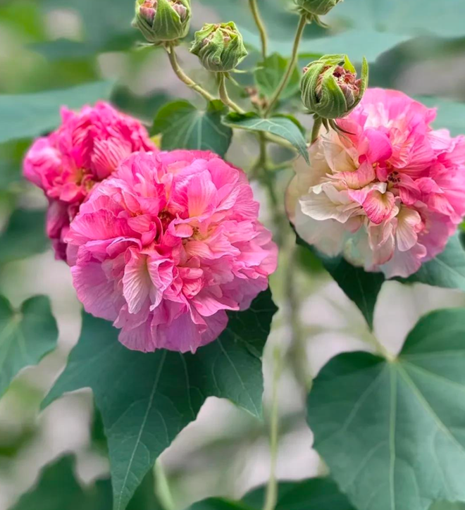 4 c&acirc;y trồng trước cửa "h&uacute;t t&agrave;i lộc" mạnh hơn cả kim tiền, nh&agrave; gi&agrave;u Trung Quốc &acirc;m thầm trồng từ l&acirc;u- Ảnh 9.