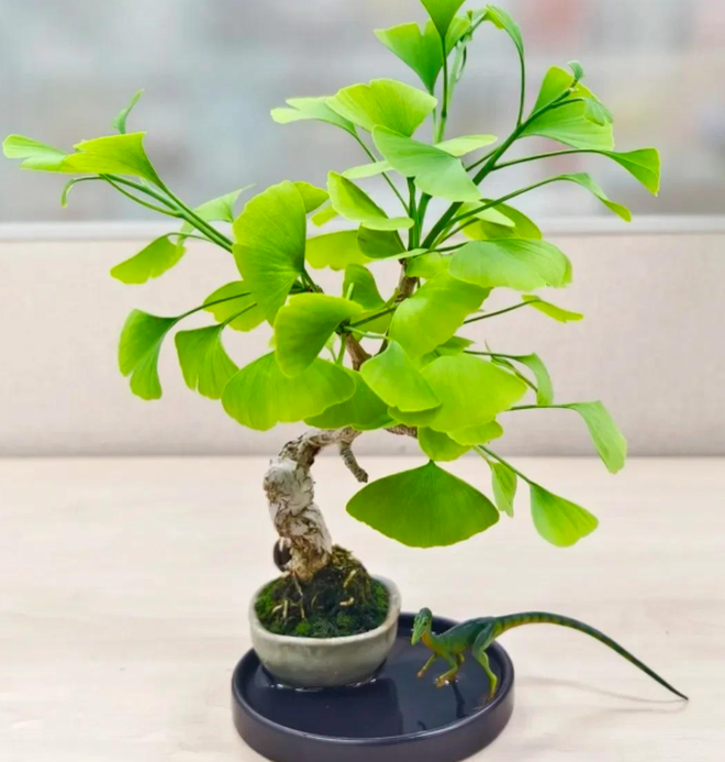 5 lo&agrave;i c&acirc;y sống l&acirc;u hơn cả người, c&agrave;ng gi&agrave; c&agrave;ng lộ ra sự qu&yacute; gi&aacute;, bảo vệ gia đ&igrave;nh, giữ lộc 3 đời con ch&aacute;u- Ảnh 5.