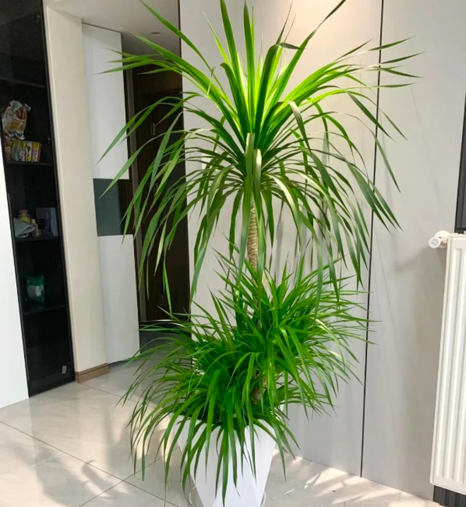 5 lo&agrave;i c&acirc;y sống l&acirc;u hơn cả người, c&agrave;ng gi&agrave; c&agrave;ng lộ ra sự qu&yacute; gi&aacute;, bảo vệ gia đ&igrave;nh, giữ lộc 3 đời con ch&aacute;u- Ảnh 9.