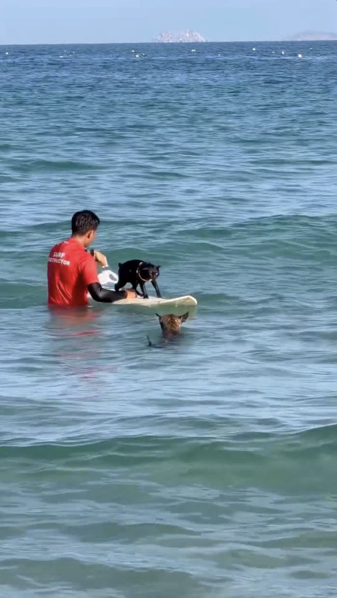 Sốc ch&uacute; m&egrave;o đen lướt s&oacute;ng ở Nha Trang l&agrave;m khối anh em ngậm ng&ugrave;i nhận thua - Ảnh 5.