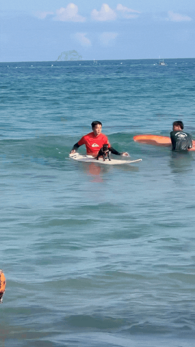 Sốc ch&uacute; m&egrave;o đen lướt s&oacute;ng ở Nha Trang l&agrave;m khối anh em ngậm ng&ugrave;i nhận thua - Ảnh 1.
