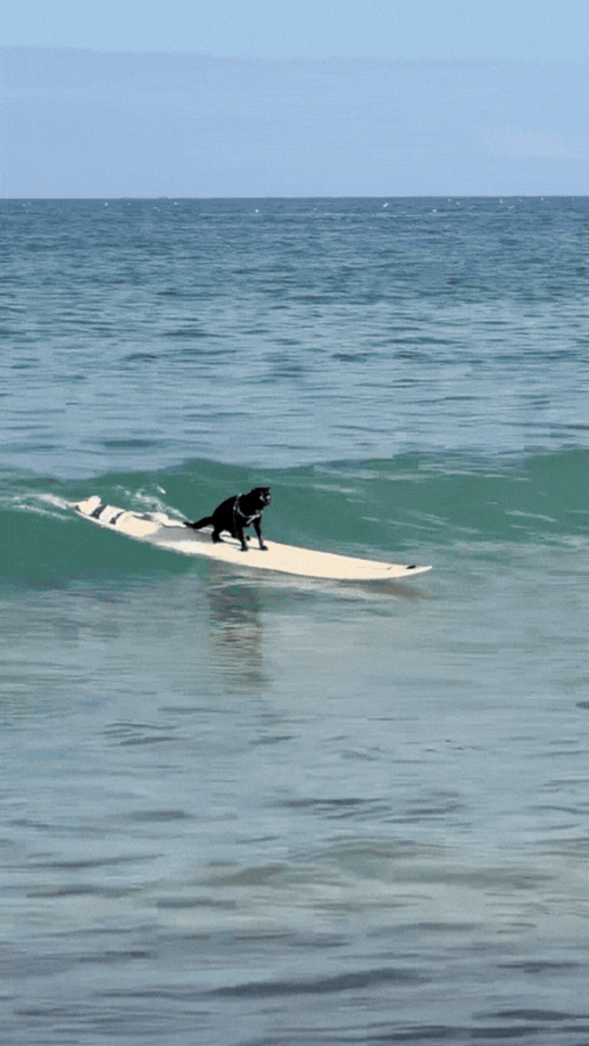 Sốc ch&uacute; m&egrave;o đen lướt s&oacute;ng ở Nha Trang l&agrave;m khối anh em ngậm ng&ugrave;i nhận thua - Ảnh 2.