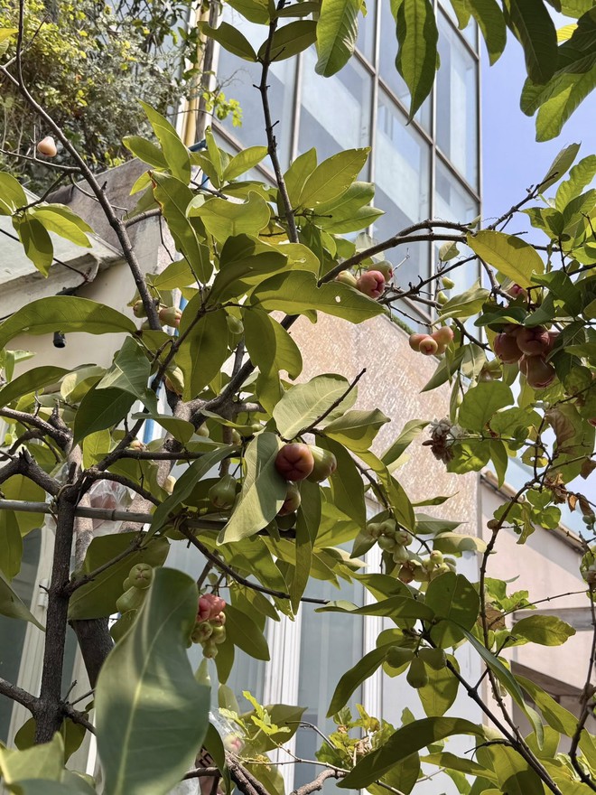 Khu vườn tr&ecirc;n penthouse tầng 36, ngắm trọn Landmark 81: "Ph&uacute; b&agrave;" thu đẫm tr&aacute;i ngọt hoa thơm- Ảnh 5.