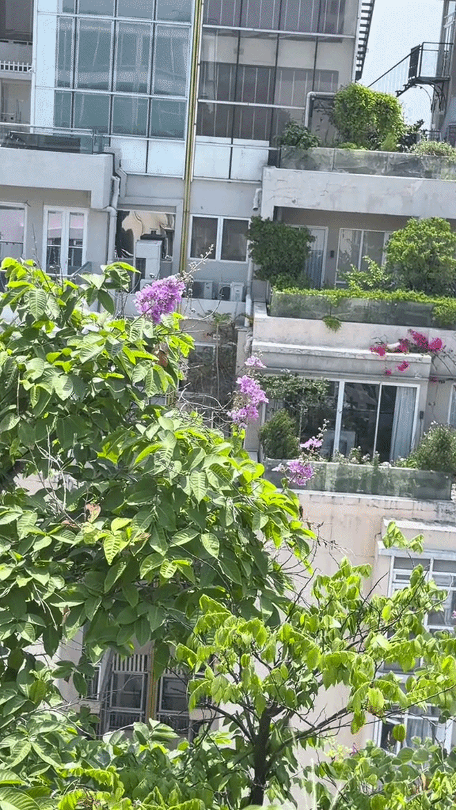 Khu vườn tr&ecirc;n penthouse tầng 36, ngắm trọn Landmark 81: "Ph&uacute; b&agrave;" thu đẫm tr&aacute;i ngọt hoa thơm- Ảnh 12.