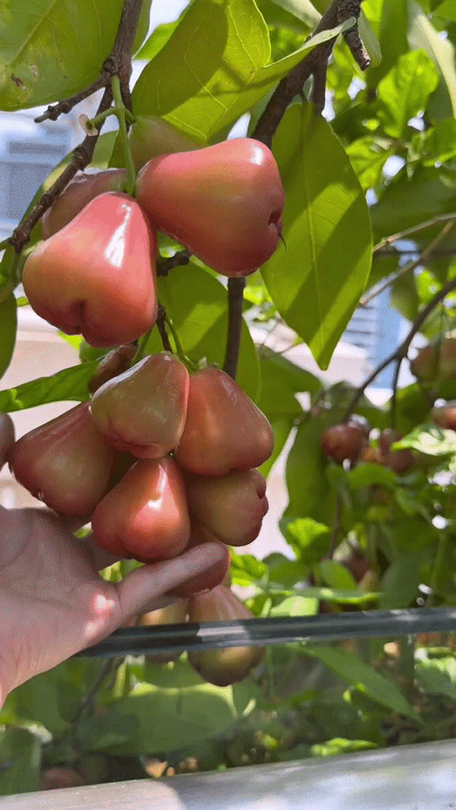 Khu vườn tr&ecirc;n penthouse tầng 36, ngắm trọn Landmark 81: "Ph&uacute; b&agrave;" thu đẫm tr&aacute;i ngọt hoa thơm- Ảnh 6.