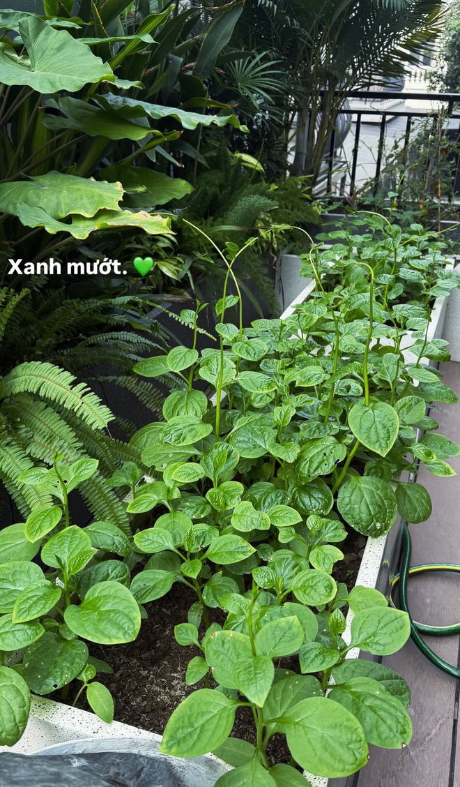 T&igrave;nh trạng khu vườn ở biệt thự mấy chục tỷ tiết lộ sự thật về Do&atilde;n Hải My - Ảnh 14.