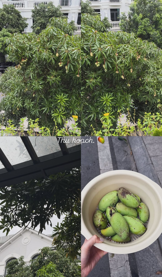 T&igrave;nh trạng khu vườn ở biệt thự mấy chục tỷ tiết lộ sự thật về Do&atilde;n Hải My - Ảnh 4.