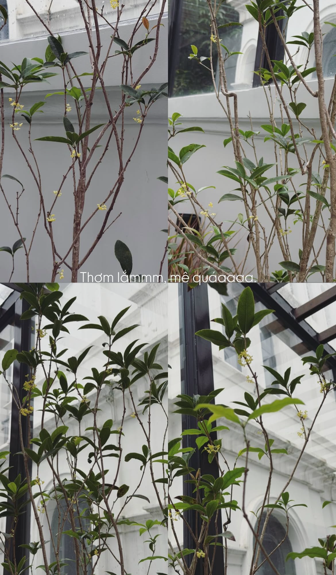 T&igrave;nh trạng khu vườn ở biệt thự mấy chục tỷ tiết lộ sự thật về Do&atilde;n Hải My - Ảnh 16.