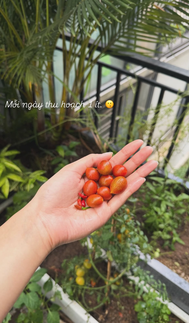 Chu Thanh Huyền đến ớt cũng phải đi xin h&agrave;ng x&oacute;m, nh&igrave;n sang Do&atilde;n Hải My ra cửa nh&agrave; h&aacute;i xo&agrave;i cả rổ ăn kh&ocirc;ng ch&aacute;n - Ảnh 4.
