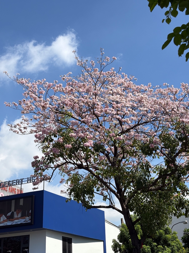 OPPO Find X9s “đọ sức” cùng iPhone 17: Khi camera mới là thứ quyết định cuộc chơi - Ảnh 18.