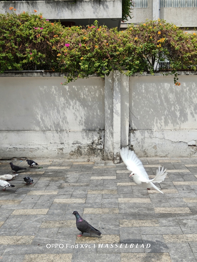 OPPO Find X9s “đọ sức” cùng iPhone 17: Khi camera mới là thứ quyết định cuộc chơi - Ảnh 32.