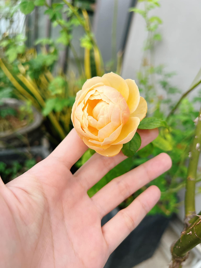 Mỹ ph&acirc;n Ph&iacute; Ph&ocirc;ng - Diệp Bảo Ngọc: L&agrave;m chủ 3 c&ocirc;ng ty, sống trong nh&agrave; phố 100m2, s&acirc;n thượng trồng g&igrave; m&agrave; l&uacute;c n&agrave;o cũng trĩu quả? - Ảnh 16.
