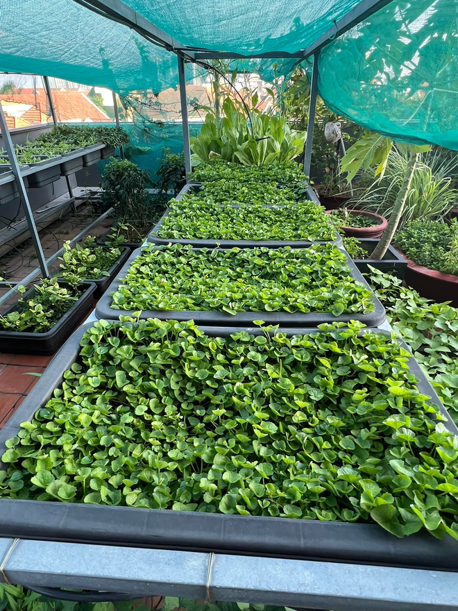 Mỹ ph&acirc;n Ph&iacute; Ph&ocirc;ng - Diệp Bảo Ngọc: L&agrave;m chủ 3 c&ocirc;ng ty, sống trong nh&agrave; phố 100m2, s&acirc;n thượng trồng g&igrave; m&agrave; l&uacute;c n&agrave;o cũng trĩu quả? - Ảnh 5.