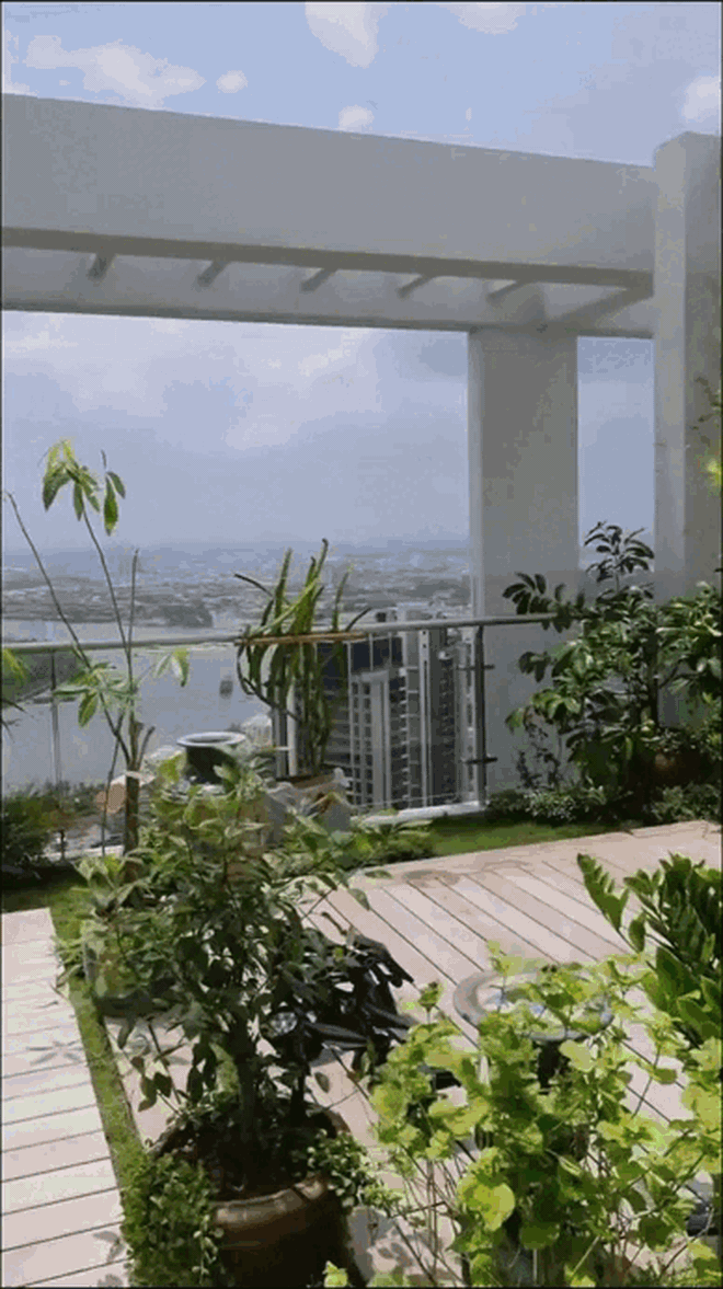 Thứ quả c&oacute; nguồn gốc từ Mexico được b&aacute;n gi&aacute; 500k/c&acirc;n lại xuất hiện đầy trong khu vườn tr&ecirc;n penthouse của Diva Hồng Nhung - Ảnh 4.