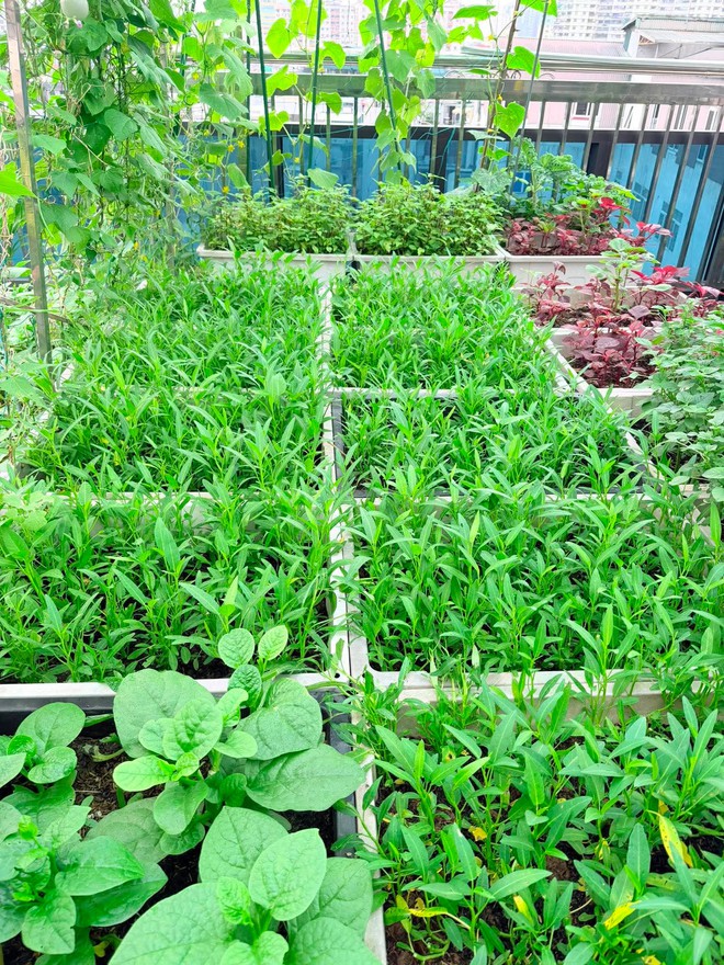 Nữ bác sĩ U40 sáng khám bệnh, tối trồng rau phủ kín sân thượng: Thứ nhận được vượt xa tưởng tượng - Ảnh 9.