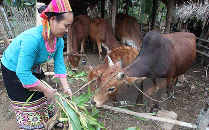 Ảnh minh họa Ảnh minh họa