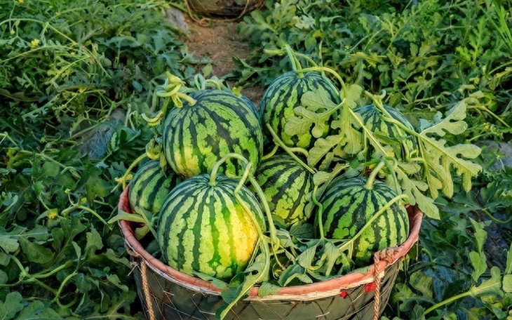 truc tiep bong da keo nha cai
