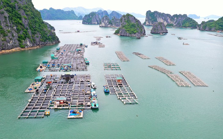 Một vùng nuôi trồng thủy sản của Việt Nam.