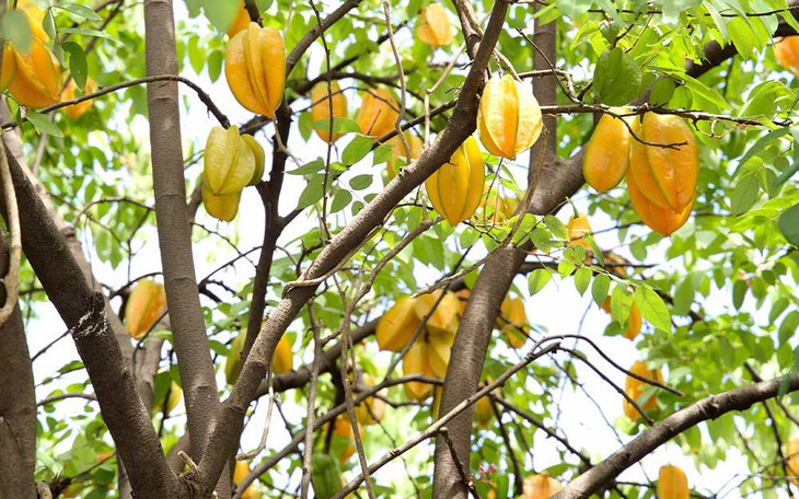 Không phải ngẫu nhiên mà người xưa thường trồng một cây khế trong sân nhà (Ảnh: Fast-growing-trees). 