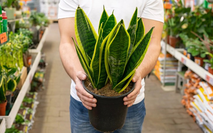 Trồng cây lưỡi hổ trong chậu đất (Ảnh: Leaf Culture).