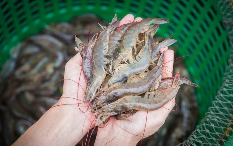 Cao thủ ẩm thực chỉ c&aacute;ch chọn t&ocirc;m tươi: Chỉ cần nh&igrave;n m&agrave;u v&agrave; đu&ocirc;i l&agrave; biết- Ảnh 1.