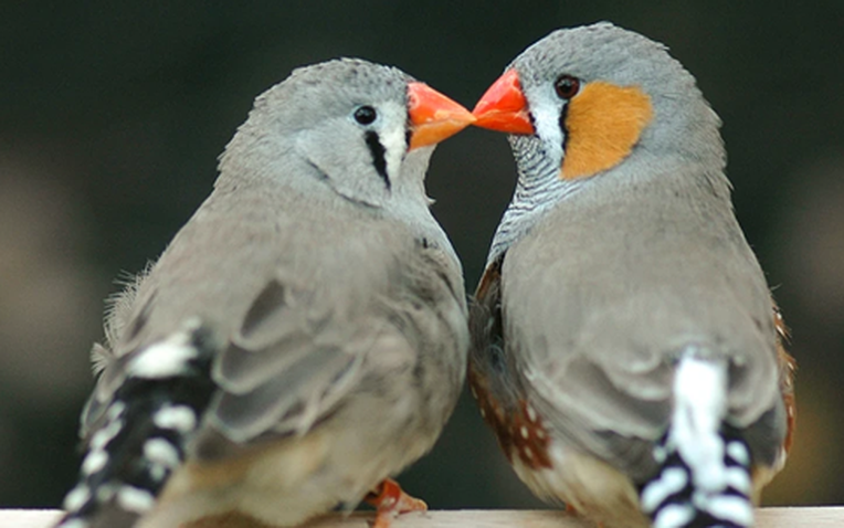 AI đ&atilde; giải m&atilde; được tiếng chim, ng&agrave;y con người n&oacute;i chuyện được với động vật sắp đến gần?- Ảnh 1.