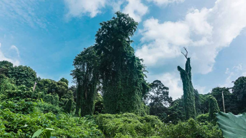 Kh&aacute;m ph&aacute; 3 'vi&ecirc;n ngọc ẩn' giữa l&ograve;ng Singapore- Ảnh 4.
