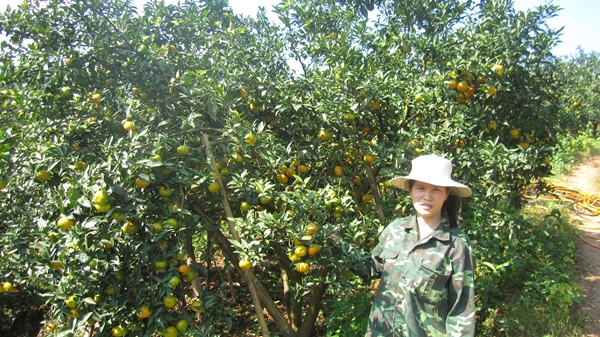 Cây cam miền xuôi “bén duyên” đất rừng Văn Chấn- Ảnh 1.