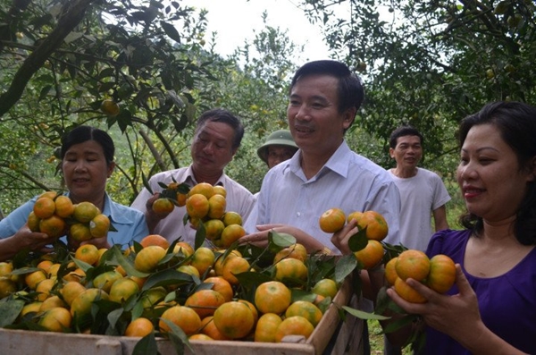Cây cam miền xuôi “bén duyên” đất rừng Văn Chấn- Ảnh 2.