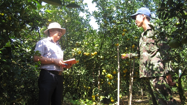 Cây cam miền xuôi “bén duyên” đất rừng Văn Chấn- Ảnh 3.