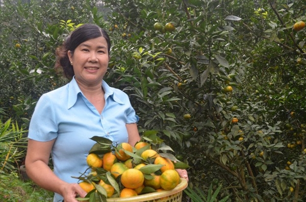 Cây cam miền xuôi “bén duyên” đất rừng Văn Chấn- Ảnh 4.
