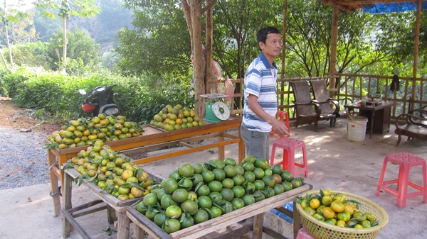 Cây cam miền xuôi “bén duyên” đất rừng Văn Chấn- Ảnh 6.