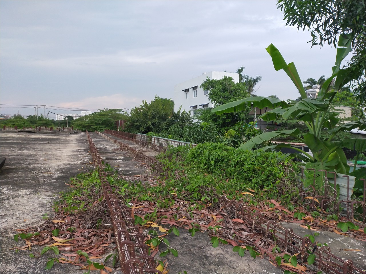 cay-co-hoa-minh-cung-cot-pha-1660832872.jpg