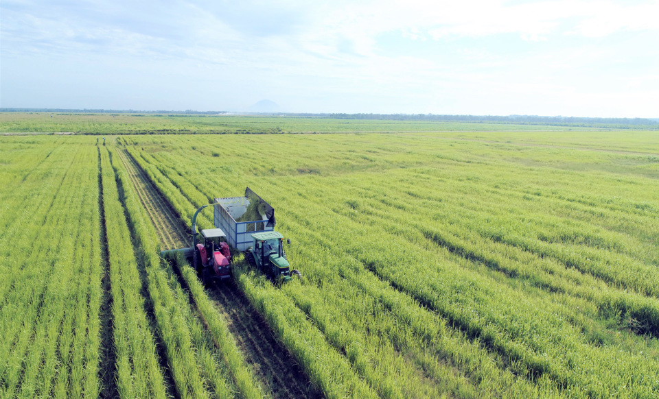 Trang trại Vinamilk Green Farm ứng dụng kỹ thuật canh tác tiên tiến giúp nguồn đất tại trang trại luôn màu mỡ và giàu dinh dưỡng.