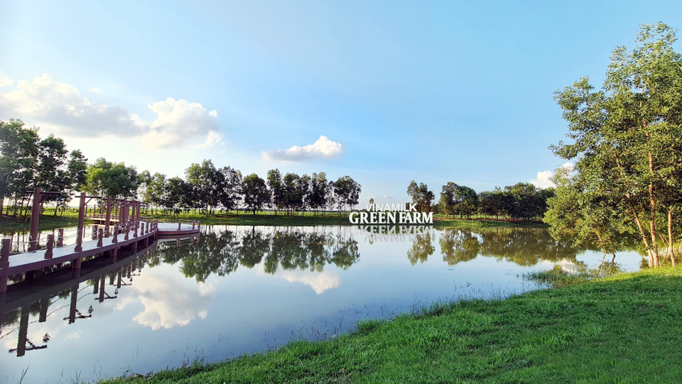 Mạch nước ngầm tại Trang trại Vinamilk Green Farm chính là yếu tố chính góp phần kiến tạo nên những hồ điều hòa sinh thái mang lại không khí mát mẻ, trong lành cho những cô bò.