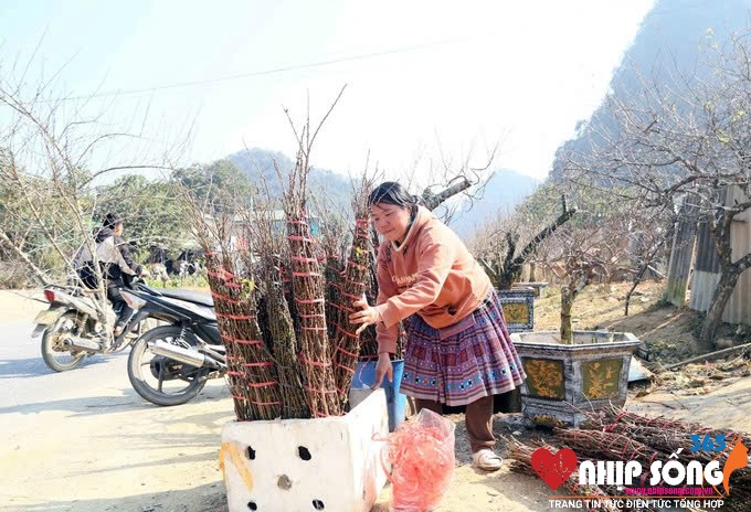 Sơn La: Người dân vùng cao đổi đời nhờ trồng đào Tết- Ảnh 1. Những cành hoa đào, mơ, mận được đồng bào dân tộc Mông trên địa bàn xã Lóng Luông cắt tỉa, buộc thành từng bó nhỏ để cung cấp cho thương lái.