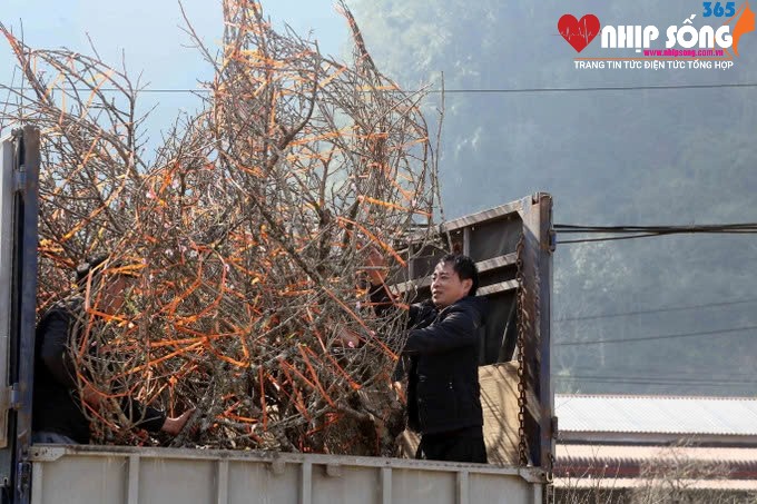 Sơn La: Người dân vùng cao đổi đời nhờ trồng đào Tết- Ảnh 3. Thương lái của tỉnh Thanh Hóa thu mua cành đào của Nhân dân tại khu vực xã Lóng Luông, huyện Vân Hồ.