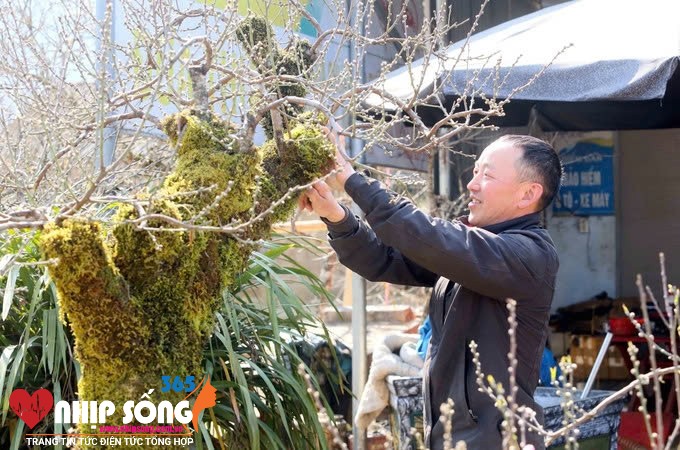 Sơn La: Người dân vùng cao đổi đời nhờ trồng đào Tết- Ảnh 2. Anh Mùa A Đùa, bản Co Chàm, xã Lóng Luông, huyện Vân Hồ có gần 500 gốc ghép đào phai, có giá từ 1,5 triệu đồng đến 15 triệu đồng/gốc, giá bán bình quân 3 triệu đồng/gốc, thu nhập 1,5 tỷ đồng.